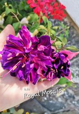 Fuchsie royal mosaik hängend - fuchsie,