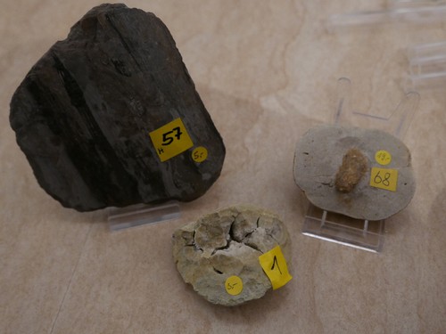 Steinhardter erbsen fossilien - steinhardter,