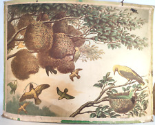 Bild Vogel Oriolus galbula Pirol Fringilla Ploceus Webervogel Ornithologie 1900