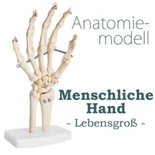 Lebensgroße menschliche hand - lebensgroße,