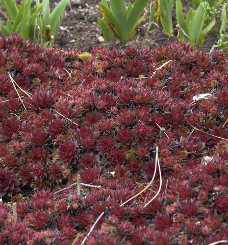 Dachwurz noir sempervivum - dachwurz,