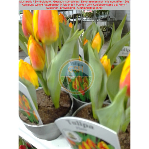 Tulpe rot gelb - (, rot-gelb