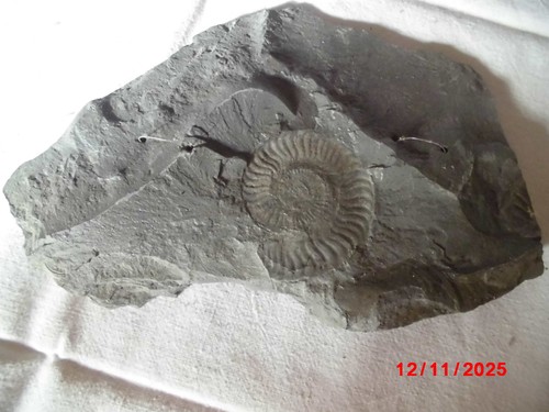 Fossil schiefer ammonit - in, schiefer,