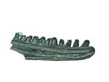 Perm Reptil Captorhinus Fossil