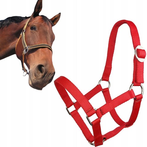 Rot für ponys - für, fohlen