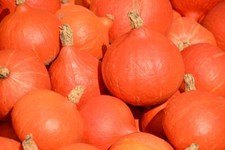 30 BIO Hokkaido Kürbis Samen