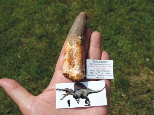 Riesiger zahn vom spinosaurus - vom,