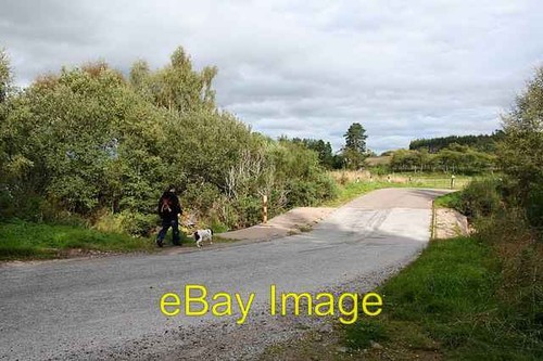 Foto 6x4 dogwalker - dogwalker, überquert