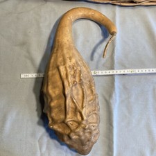 Kalebasse Flaschenkürbis