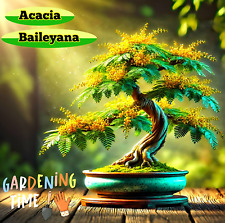 Gold Akazie – Acacia