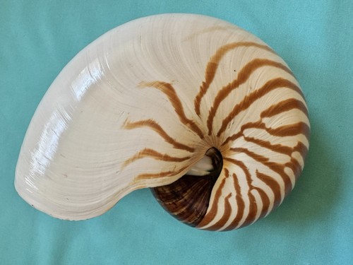 Große meeresmuschel nautilus - meeresmuschel,