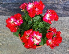 Geranien Miniaturpelargonien