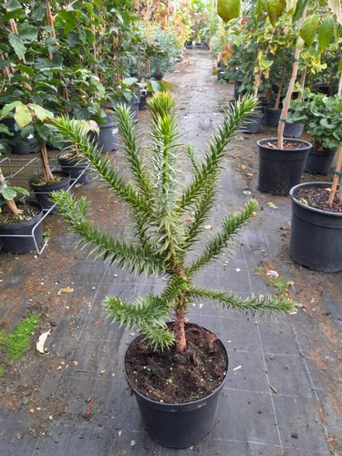 Andentanne araucaria araucana - andentanne,,