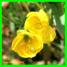 1000+ Samen ? Duftende Nachtkerze Insekten- ? Bienenfutter Heilpflanzen Öl ?A