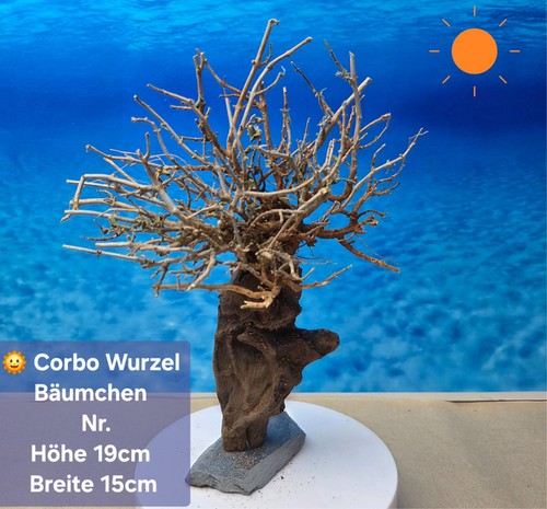 Top aquarium corbo wurzel - top,