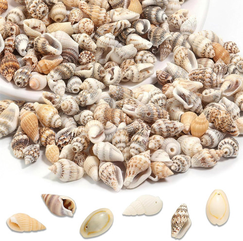 120 stück muscheln zum - 120,