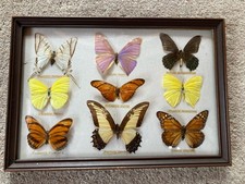 Schaukasten Schmetterlinge