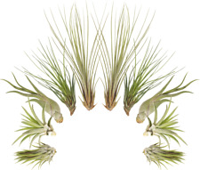 Tillandsien 10er-Mix, Tillandsia, Bromeliengewächs