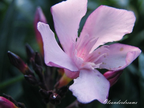 Oleander stecklinge - stecklinge,