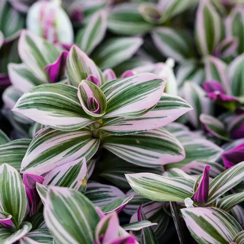 Tradescantia albiflora - 1,