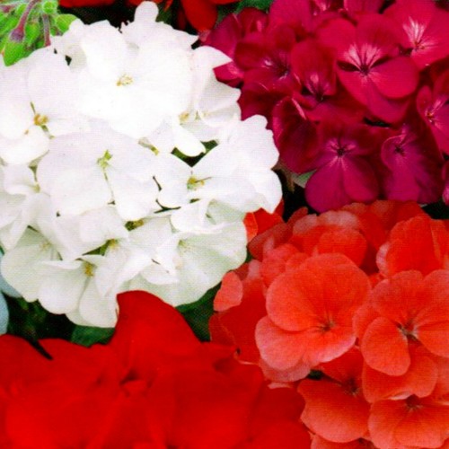 Geranie geranien geranium - geranie,