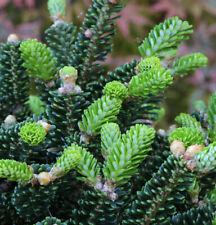Koreatanne Oberon 50-60cm - Abies koreana