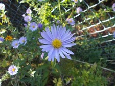 Herbstaster Blaue Nachhut Lila