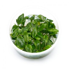 Anubias barteri var. nana |