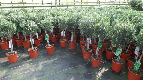 Olivenbaum stamm olive - olive,