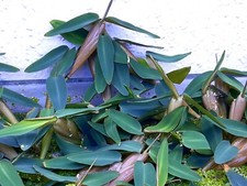 Schwimmreis Schwimmgras