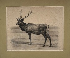 Lithografie Antik 19. Jahrhundert Hirsch Natur Frankreich Soulange Teissier