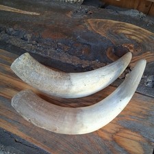 Große  Ochsen hörner Stierhorn Rinderhorn Kuhhorn Horn Trinkhorn  30 cm Deko