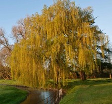 Salix babylonica - Trauerweide