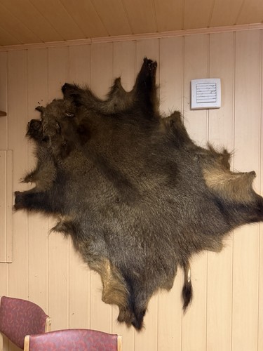 Großes wildschweinfell mit - wildschweinfell,