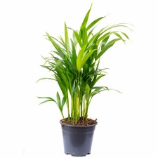 Goldfruchtpalme - Areca Dypsis