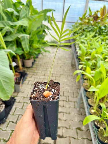 Cycas panzhihuaensis seltene - |,