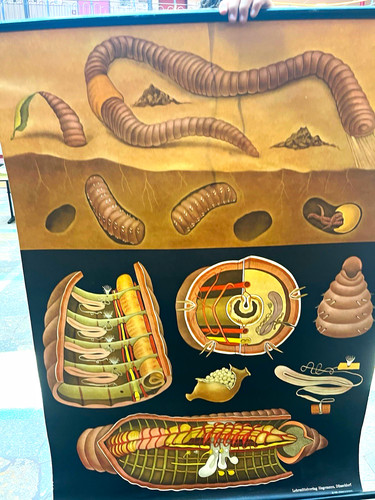 Regenwurm anatomie biologie - regenwurm,