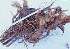 Aprikosenbaum Wurzel  Bastelholz 80 x 50 x 40 cm.