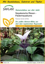 SAFLAX - Anzuchtset -