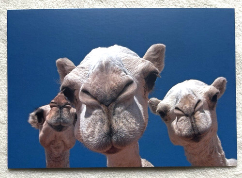 Postkarte kamel dromedar - 1, ak