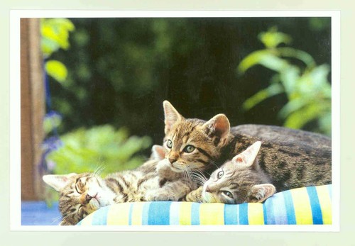 Postkarte katze neu - 27:,