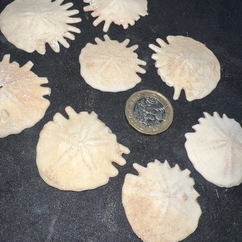 Premium echinoid fossil - premium,