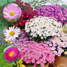 Aster Wurzelnackte Pflanzen -