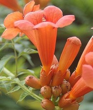 Samen von der KLETTER-TROMPETE - wunderschöne tolle große Blüten im Garten