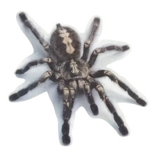 Vogelspinne Aufkleber Spinnen