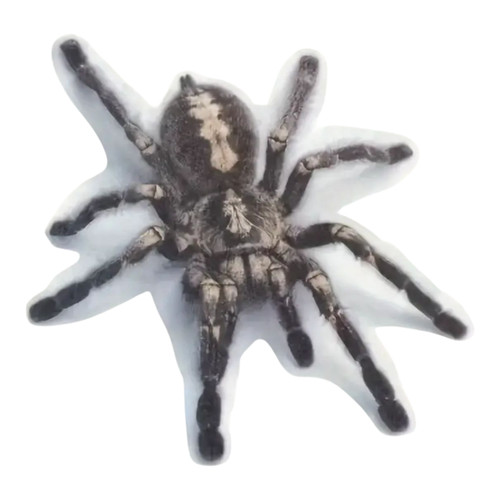 Aufkleber vogelspinne spinnen - aufkleber,