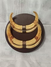 Warzenschwein Hauer von 2 Tieren