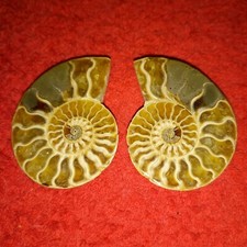 Cleoniceras Paar Poliert