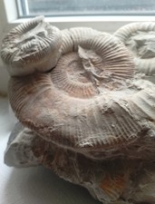 Ammoniten 3 Stück+ 2