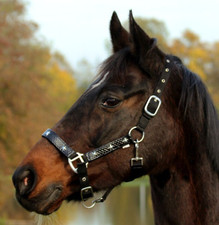 Nylon Halfter Stars Sterne